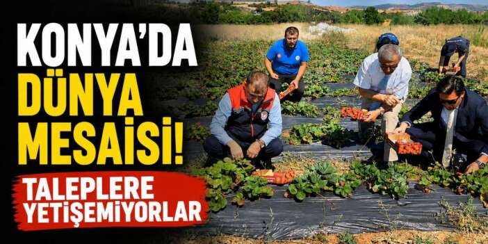 Konya’da tarladan altın fışkırıyor