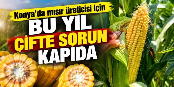 Konya’da tarlada alarm! Hasat gecikecek, sulama maliyeti artacak