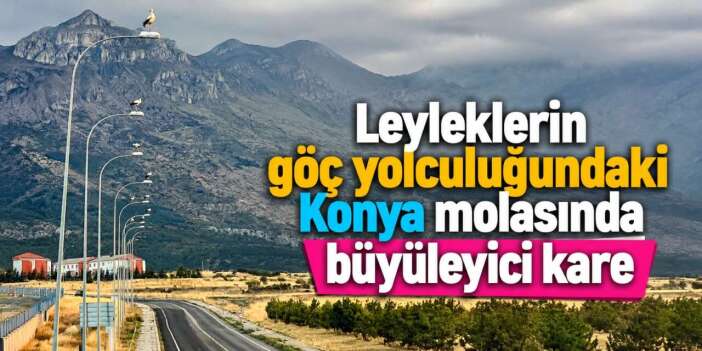 Konya’da göç vakti! Direkleri gören durup fotoğraf çekti