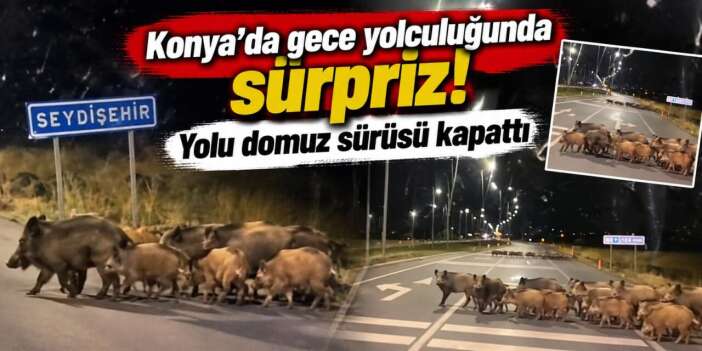 Konya yolunda sürücüleri şaşırtan manzara! Domuz sürüsü yola indi