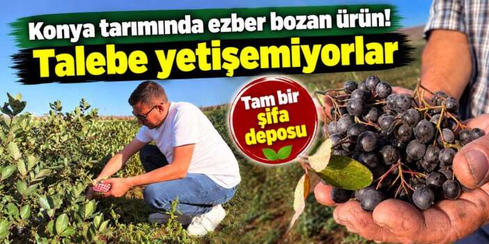 Konya’da üretenin yüzünü güldüren şifa deposunda hasat zamanı