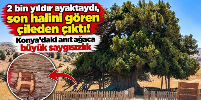 Konya’nın 2 bin yıllık Ağıl Ardıç’ında skandal görüntü