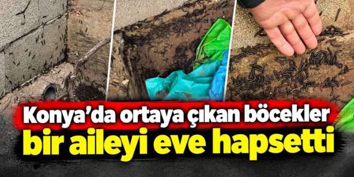 Konya’da yağış sonrası böcek istilası! Ailenin hayatı kabusa döndü
