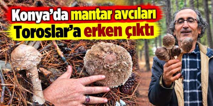 Konya’da yağmurlar mantar avcılarına erken sezon açtırdı