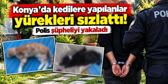 Konya'da 3 kedi öldürüldü, anne kediye işkence edildi! Şüpheli yakalandı