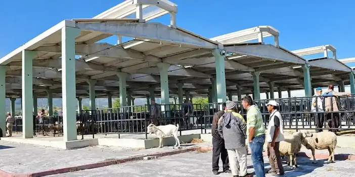 Konya’da koyun ve keçi vebası görüldü! Mal Pazarı kapatıldı