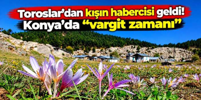 Konya’da doğanın kış takvimi şaşmıyor! Güz çiğdemleri ortaya çıktı