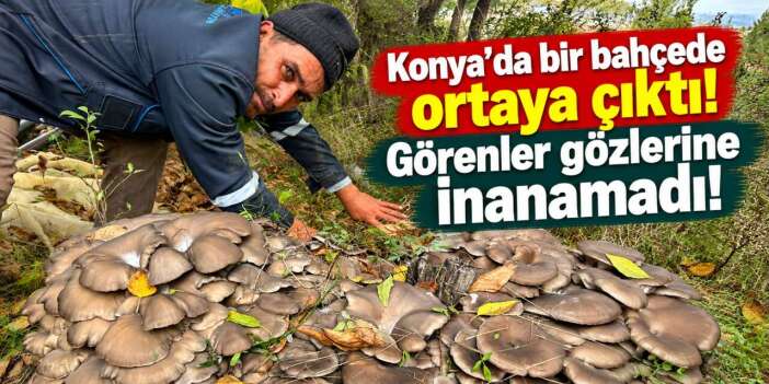 Konya’da yağmur sonrası bahçeden hazine fışkırdı