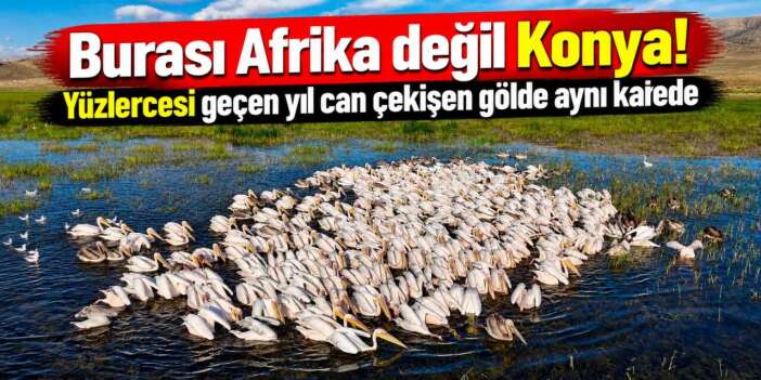 Gören Afrika sandı! Konya’da yüzlerce pelikan ünlü gölde böyle görüntülendi