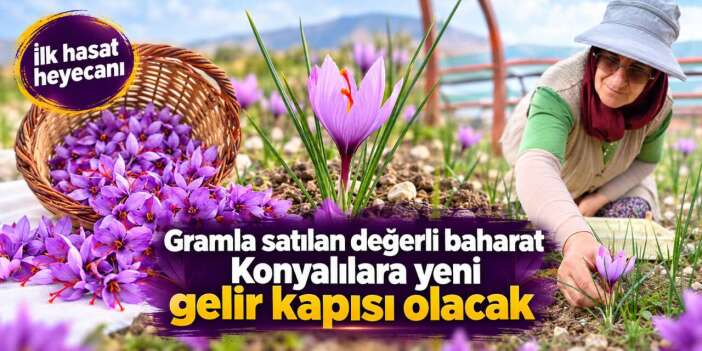 Büyükşehir Belediyesi, Konya’da dünyanın en pahalı baharatını yetiştirdi