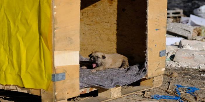 Konya’da 9 yavrusu yanarak can veren köpek ve sağ kalan yavrusuna yeni yuva yapıldı