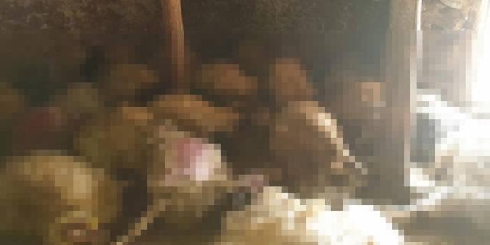 Konyalı veteriner ahırına girdiğinde şok manzarayla karşılaştı: Tam 300 tane!