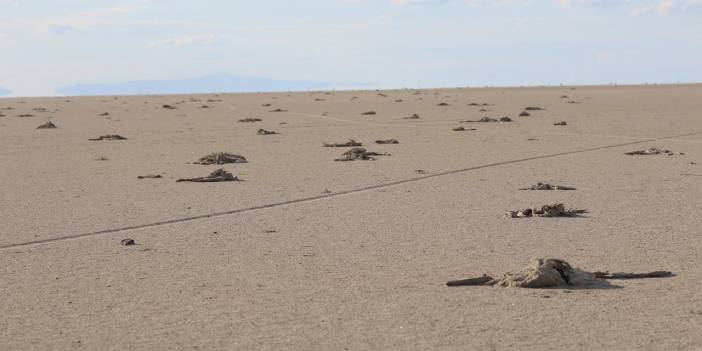 Tuz Gölü'ndeki yavru flamingo katliamına soruşturma! Konya Valiliği açıklama yaptı