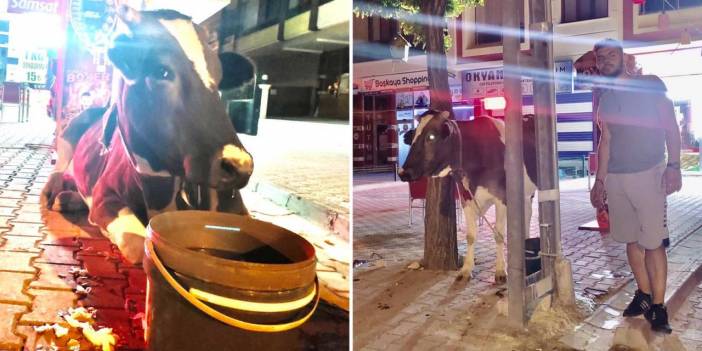 Konyalı esnaf, yolda bulduğu ineğin başında sabaha kadar nöbet tuttu