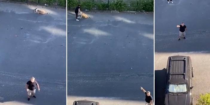 Sosyal medya sokak köpeğine sahip çıkan ‘Daire 16’daki İbrahim Kaya’yı konuşuyor