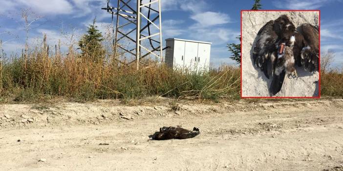 Bulgaristan'da verici takılan kartal, Konya'da ölü bulundu