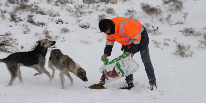 Konya'da ağır kış şartlarında can dostlara şefkat eli