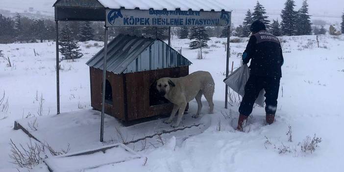 Selçuklu Belediyesi'nden yoğun karda dilsiz dostlara destek