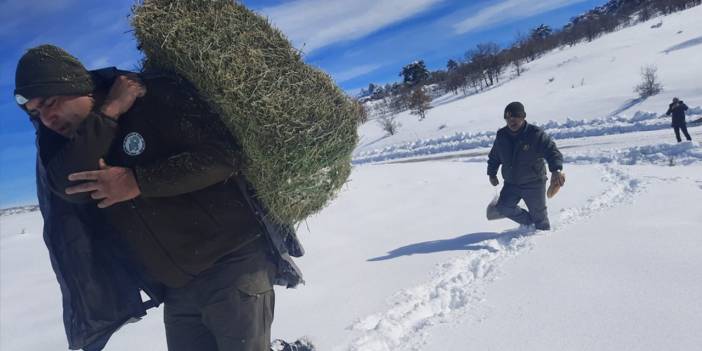 Konya'nın kar altındaki coğrafyasında yaban hayvanları unutulmadı