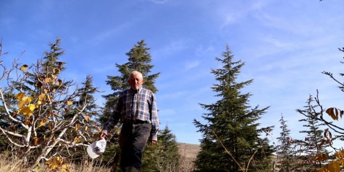 Konya'da ölen oğlunun anısına diktiği fidanlar ormana dönüştü