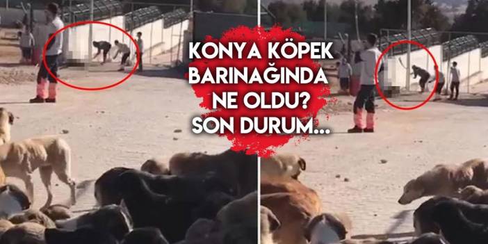 Konya hayvan barınağında ne oldu? Konya köpek barınağında son durum ne?