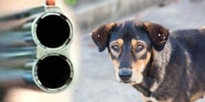 Konya’da köpeği öldüren bir kişi gözaltına alındı