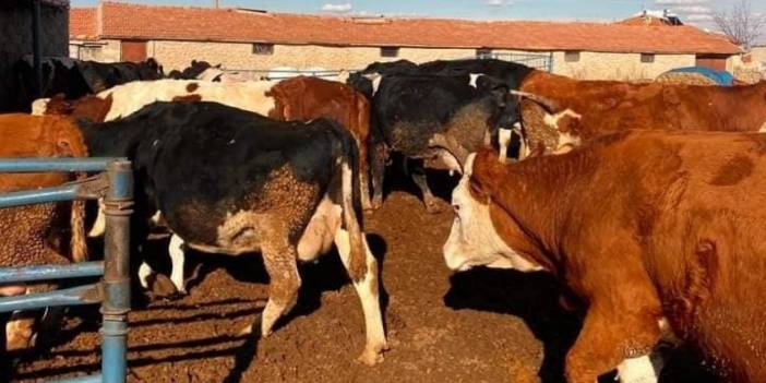 Konya’da 9 mahalleye canlı hayvan girişi yasaklandı