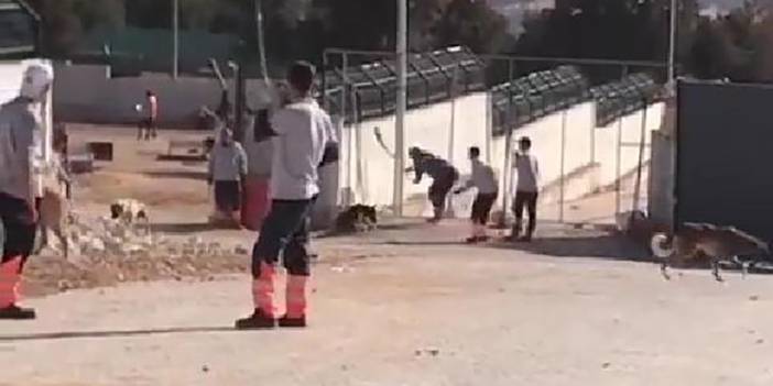 Son Dakika: Konya hayvan barınağındaki olayda sanıkların cezası belli oldu