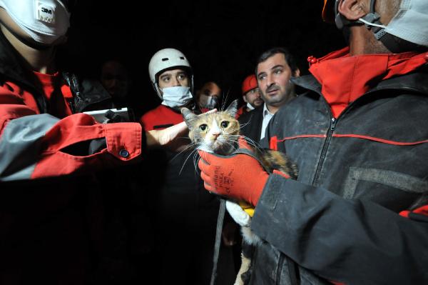 k-9-arama-kopegi-enkaz-altinda-yarali-kedi-buldu-002.jpg