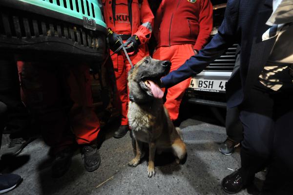 k-9-arama-kopegi-enkaz-altinda-yarali-kedi-buldu.jpg