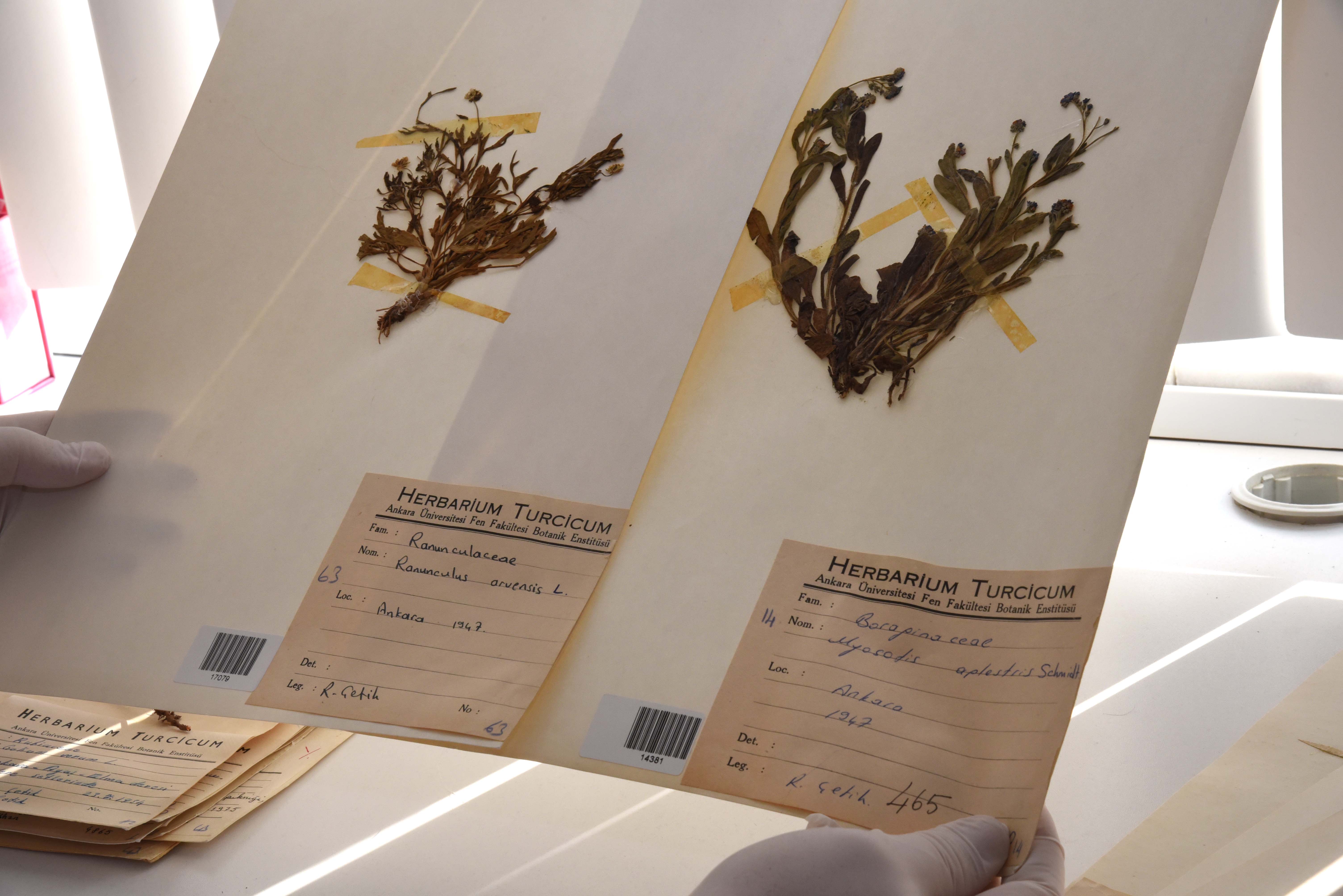 selcuk-universitesi-herbaryumu-bilimsel-calismalara-katki-sunuyor-7.jpg