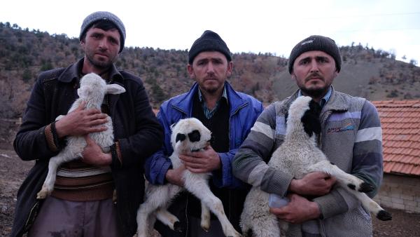 konyali-3-kardesin-calinan-124-koyunu-hala-bulunamadi-kuzulari-biberonla-besliyorlar-001.jpg