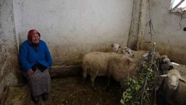 yasli-adami-tuzaga-dusurup-50-koyunu-2-bin-liraya-aldilar.jpg