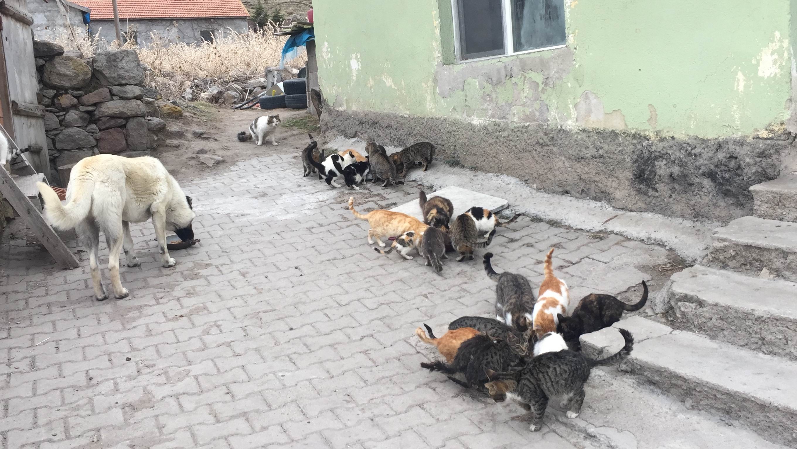 konyanin-kedi-dostu-imami-evinde-30-kedi-besliyor.jpg