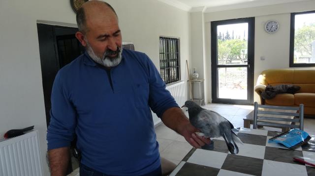 yuvadan-bir-turlu-cikmayan-taklaci-guvercinin-eksigini-gorunce-soke-oldu-milyonda-bir-goruluyor-002.jpg