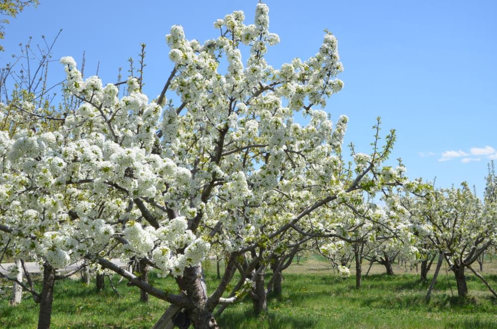 kiraz-bahceleri-beyaza-burundu1.jpg