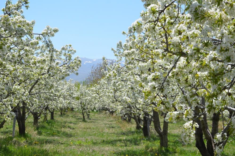 kiraz-bahceleri-beyaza-burundu2.jpg