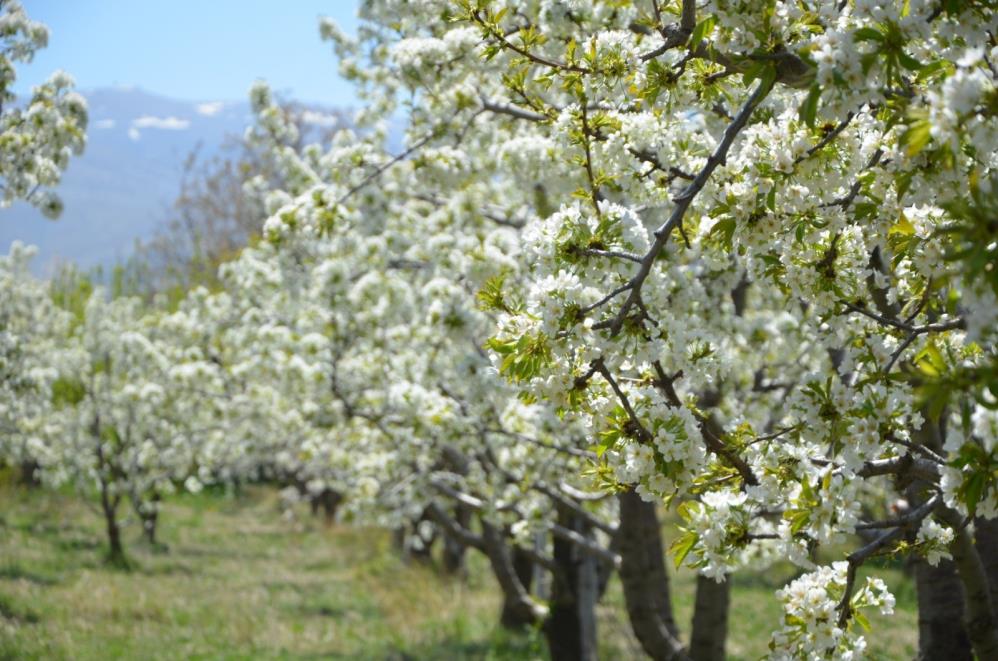 kiraz-bahceleri-beyaza-burundu4.jpg