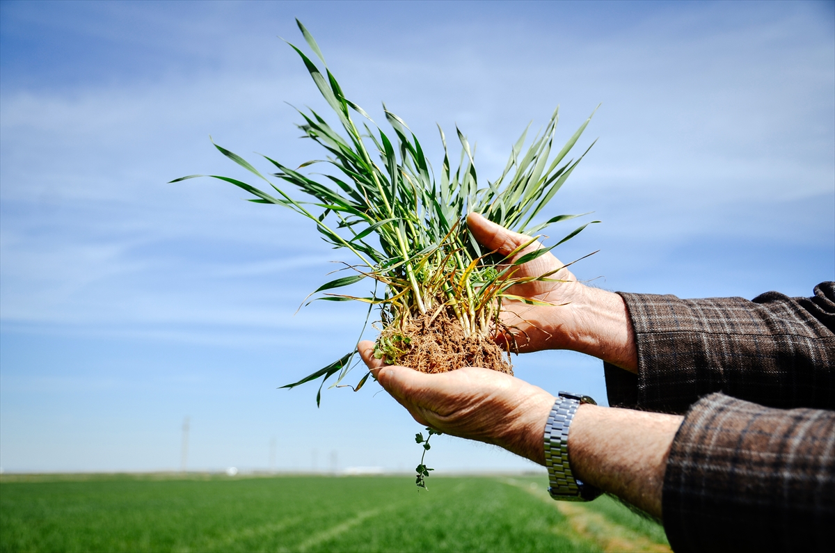 yagislarin-yetersiz-oldugu-bu-uretim-sezonunda-bugdayda-beklenen-rekolte-aciklandi-1.jpg