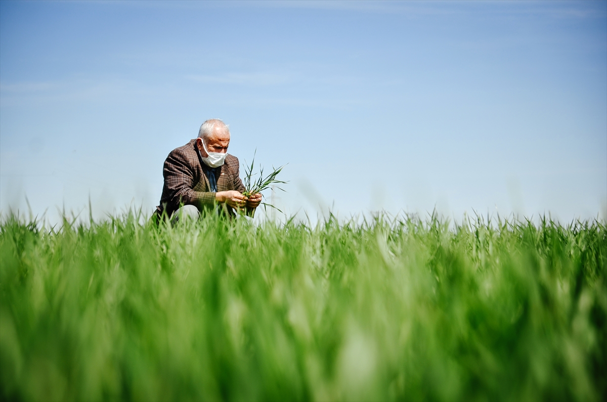 yagislarin-yetersiz-oldugu-bu-uretim-sezonunda-bugdayda-beklenen-rekolte-aciklandi-2.jpg