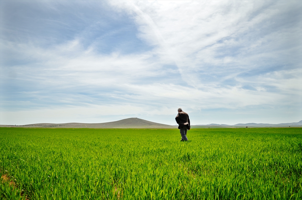 yagislarin-yetersiz-oldugu-bu-uretim-sezonunda-bugdayda-beklenen-rekolte-aciklandi-3.jpg