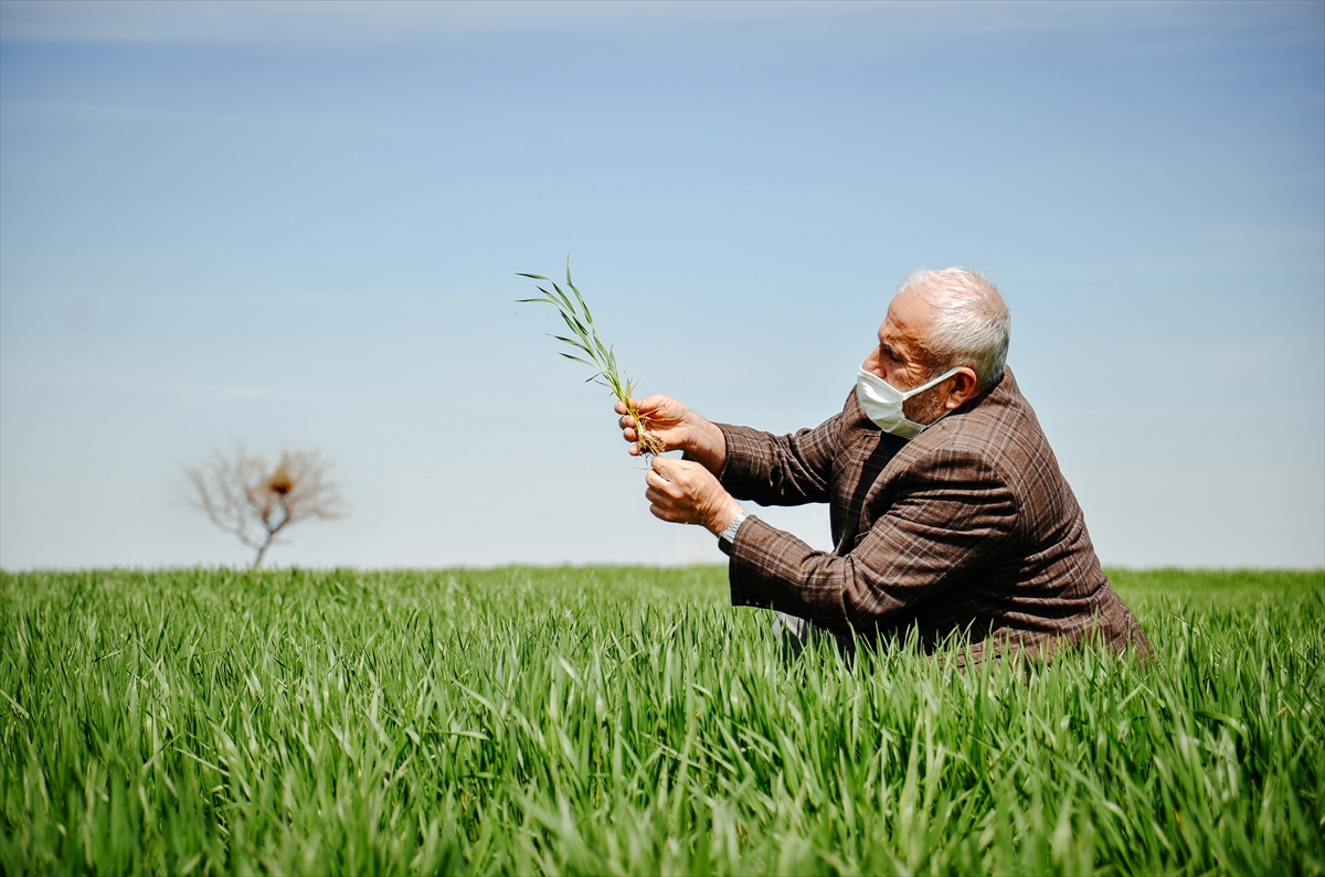 yagislarin-yetersiz-oldugu-bu-uretim-sezonunda-bugdayda-beklenen-rekolte-aciklandi-7.jpg