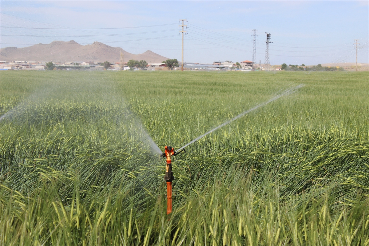 kuraklik-konyada-ciftcinin-cebini-yakti-4.jpg