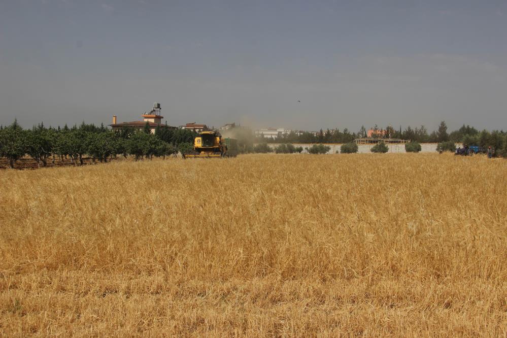 hububatta-dusuk-rekolte-ureticiyi-uzdu.jpg