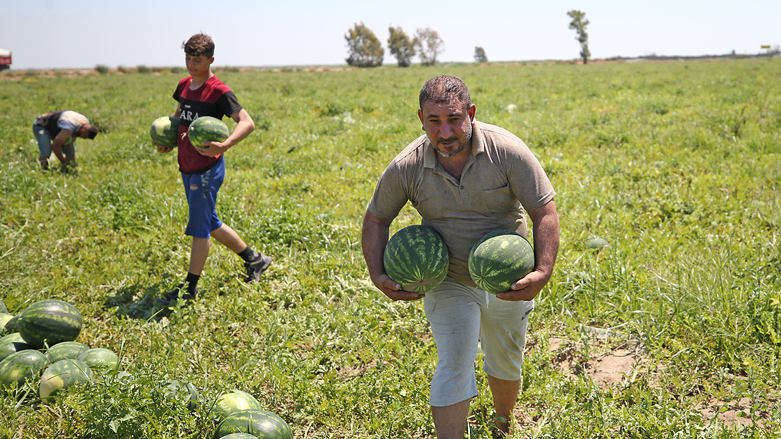 hasadina-baslanan-adana-karpuzu-fiyatiyla-ureticisini-sevindirdi2.jpg