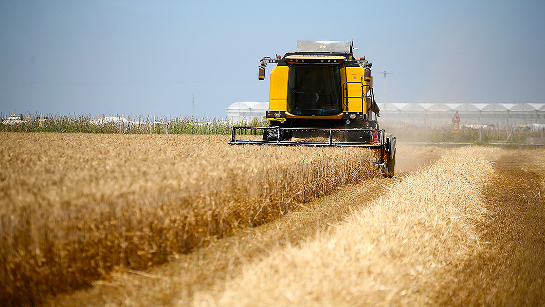 cukurova-ciftcisi-hasadi-suren-bugdayin-verimi-ve-fiyatindan-memnun2.jpg