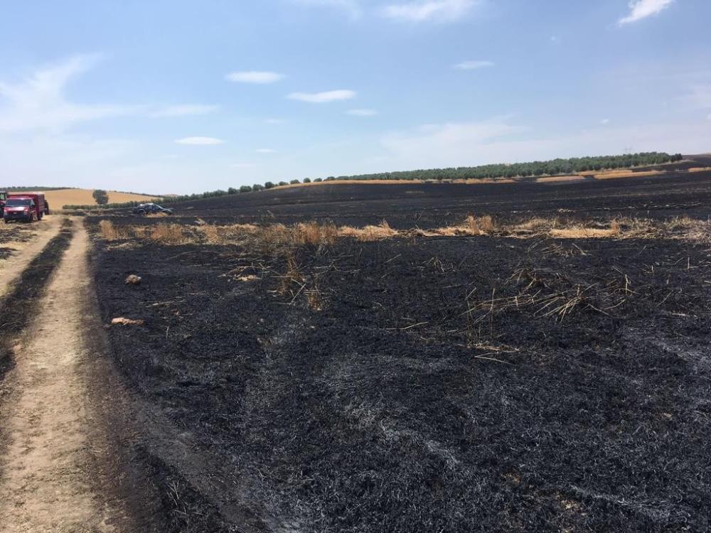250-donum-arpa-ve-bugday-ekili-alan-yandi3.jpg