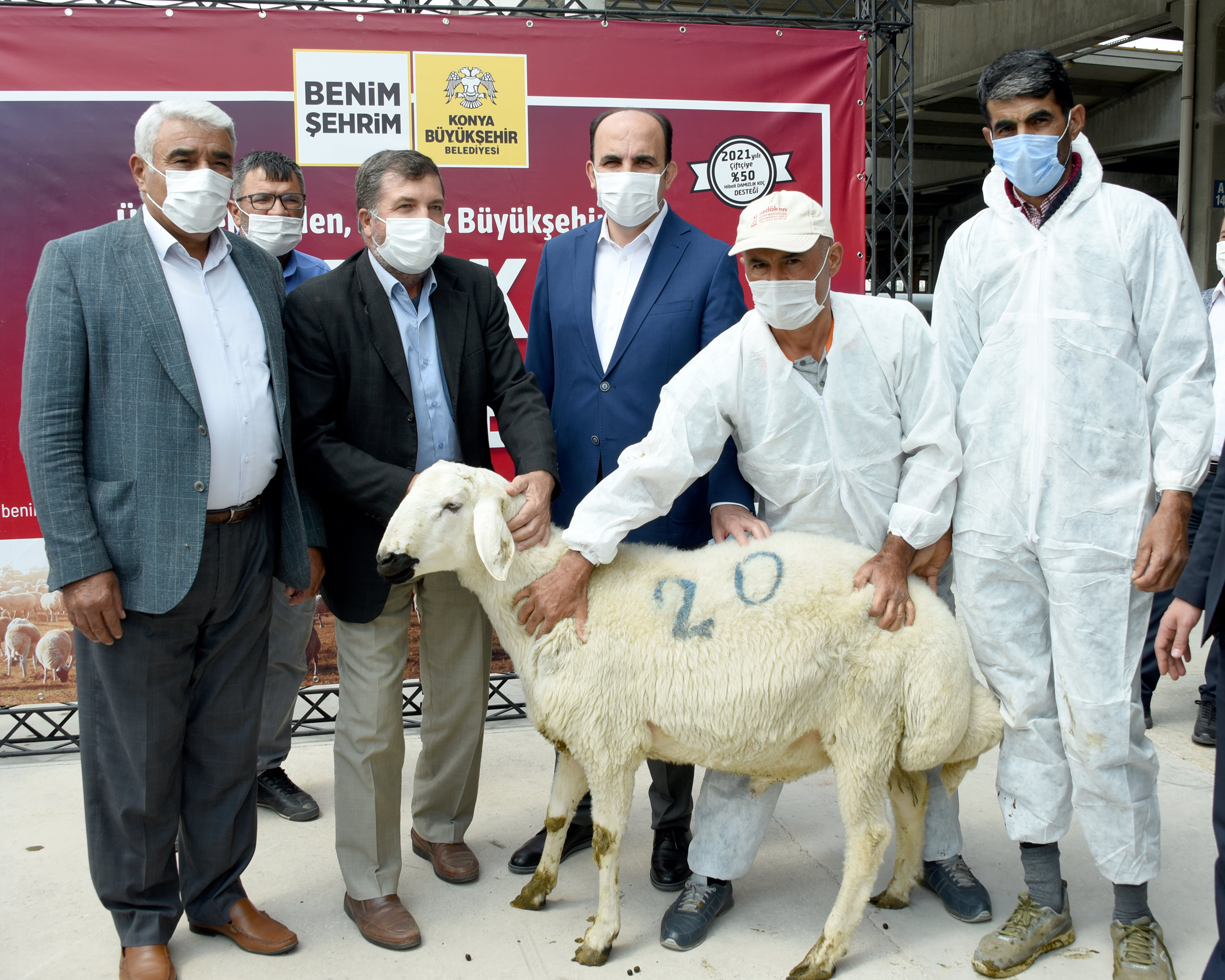konya-buyuksehir-ureticilere-damizlik-koc-dagitti.jpg