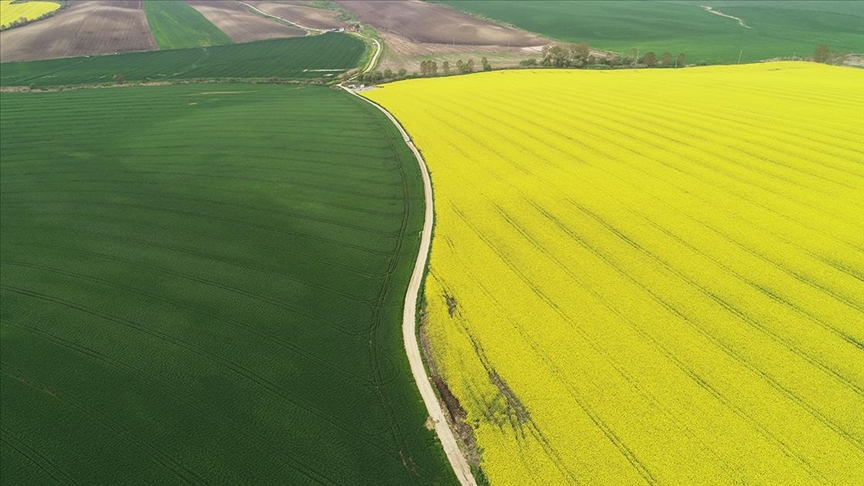 trakyanin-sari-kizi-kanola-ciftciye-alternatif-urun-oluyor.jpg