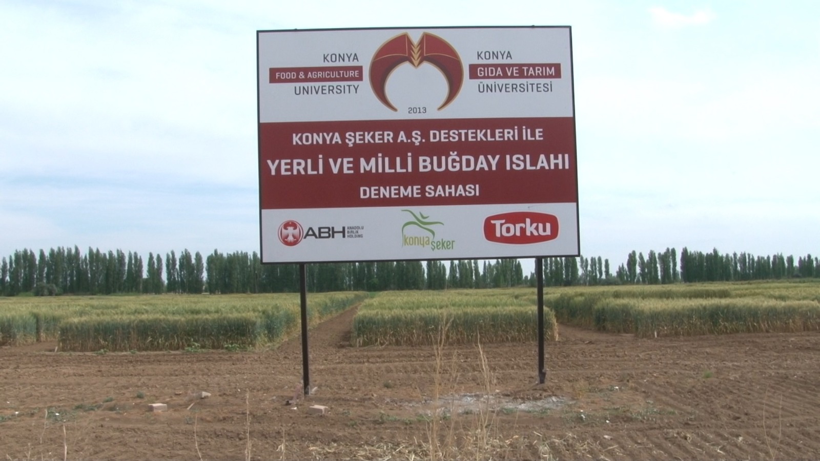 konya-gida-ve-tarim-universitesi-yerli-ve-milli-bugday-islahinda-sona-yaklasti.jpeg